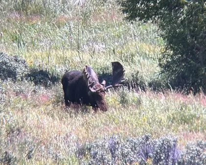 Wildlife viewing in Yellowstone's Lamar Valley at sunrise