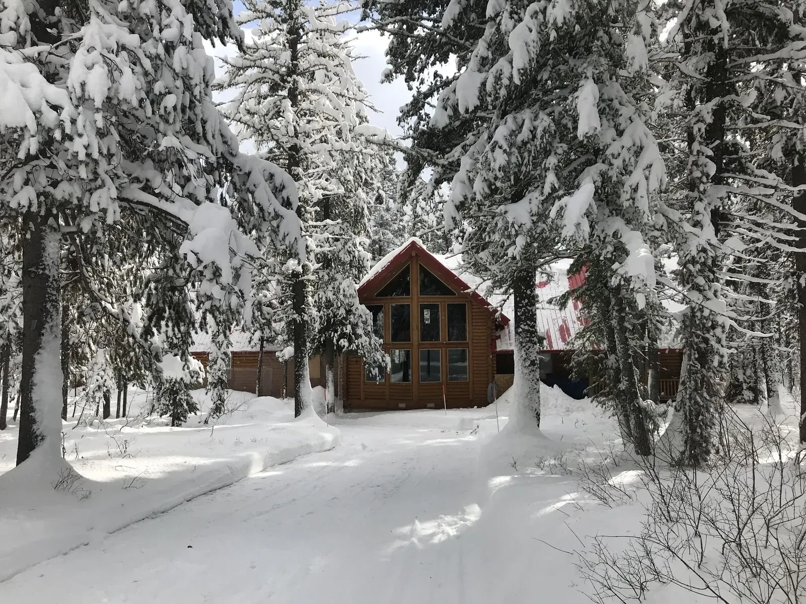Lodgepole Pines Retreat from another angle in winter