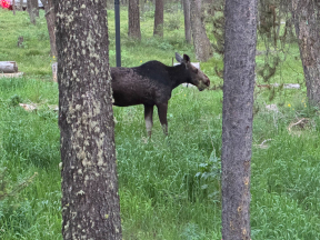Moose visiting the cabin backyard