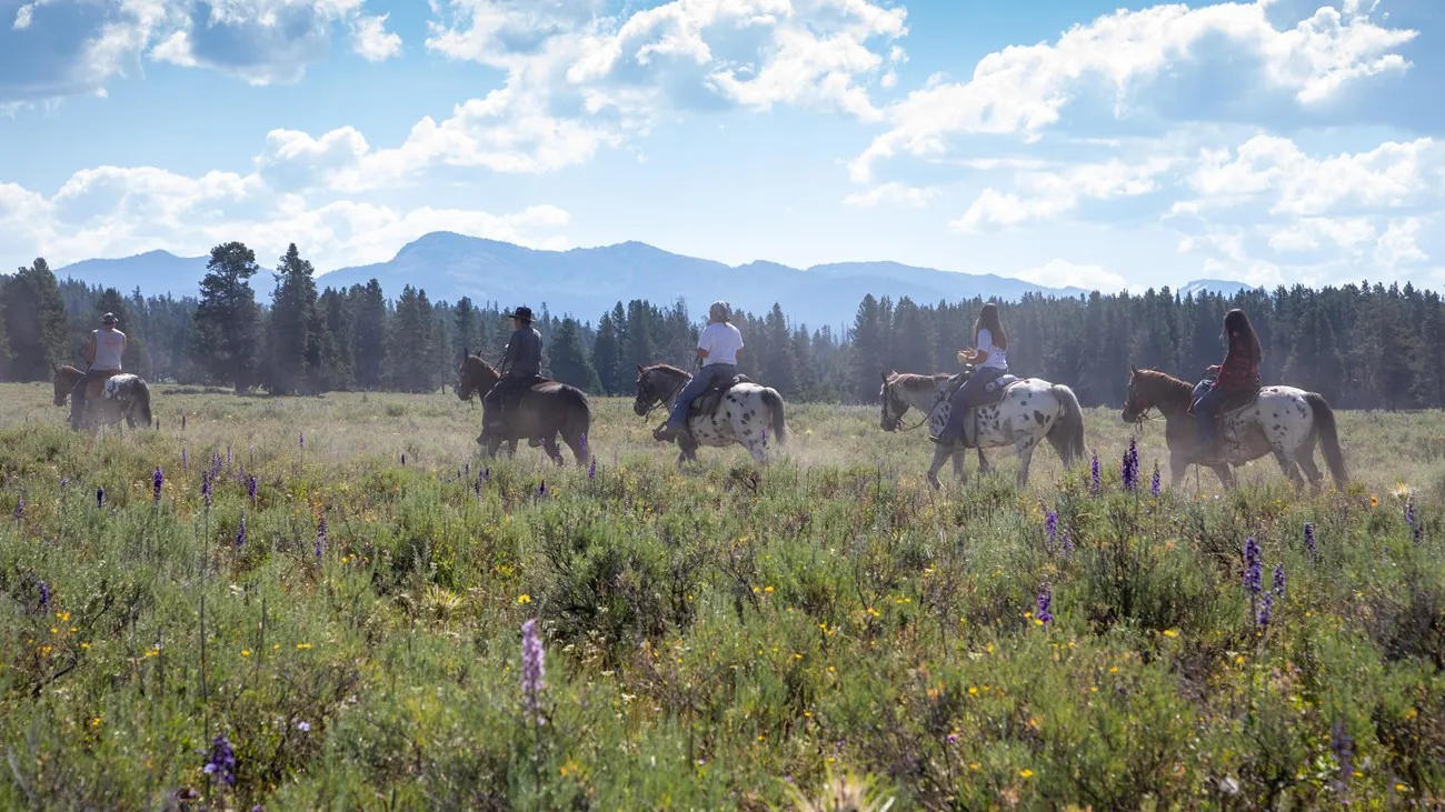 Riverside habitat in Yellowstone's backcountry — otters frequent clear rivers and lakes