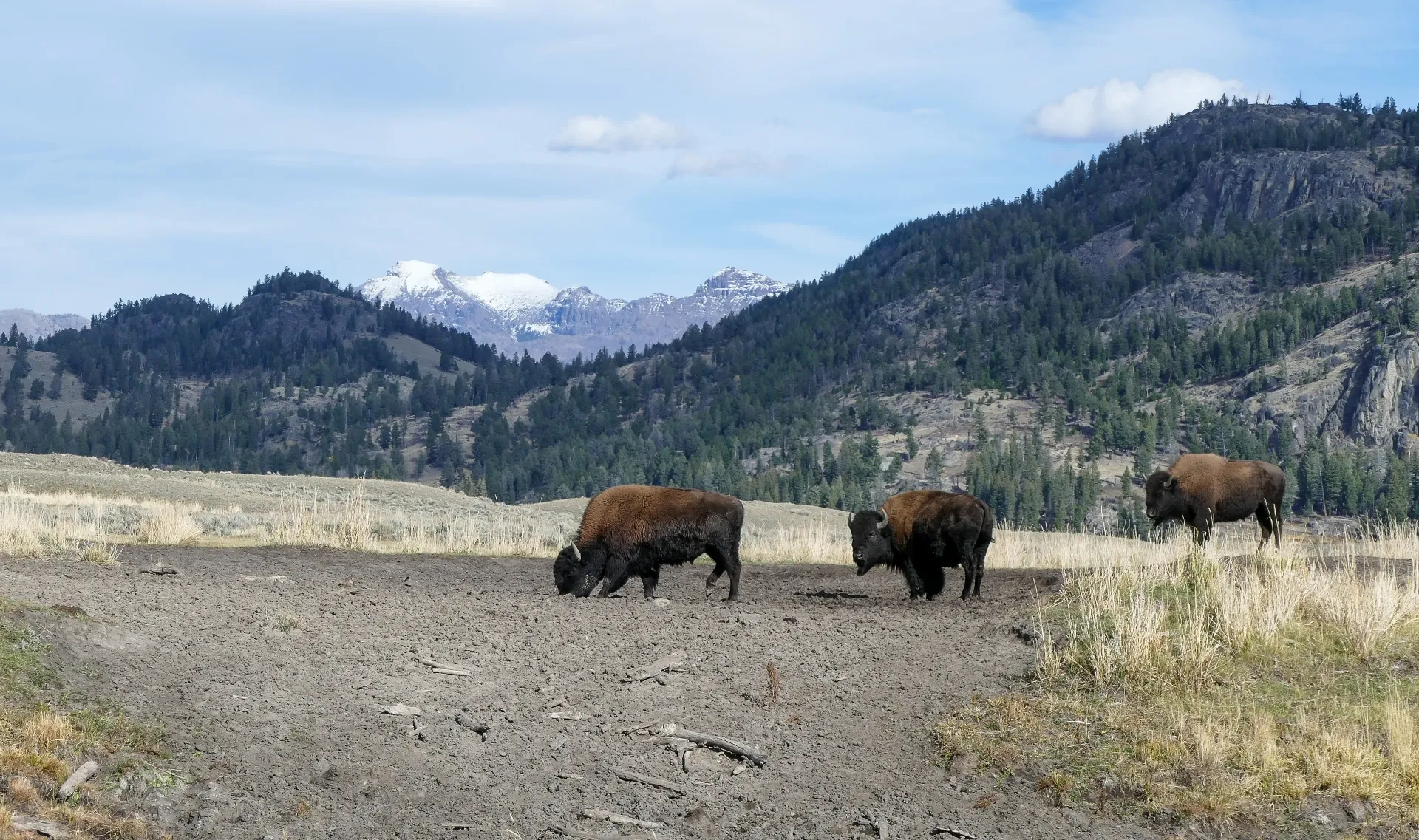 Bison herd walking along the road in Lamar Valley, Yellowstone