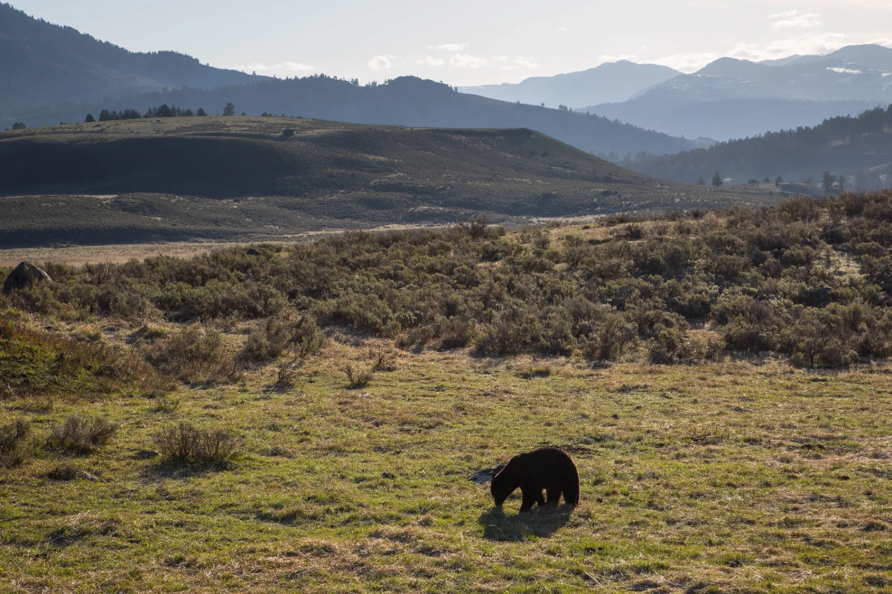 Black bear walking through a Yellowstone meadow in early summer