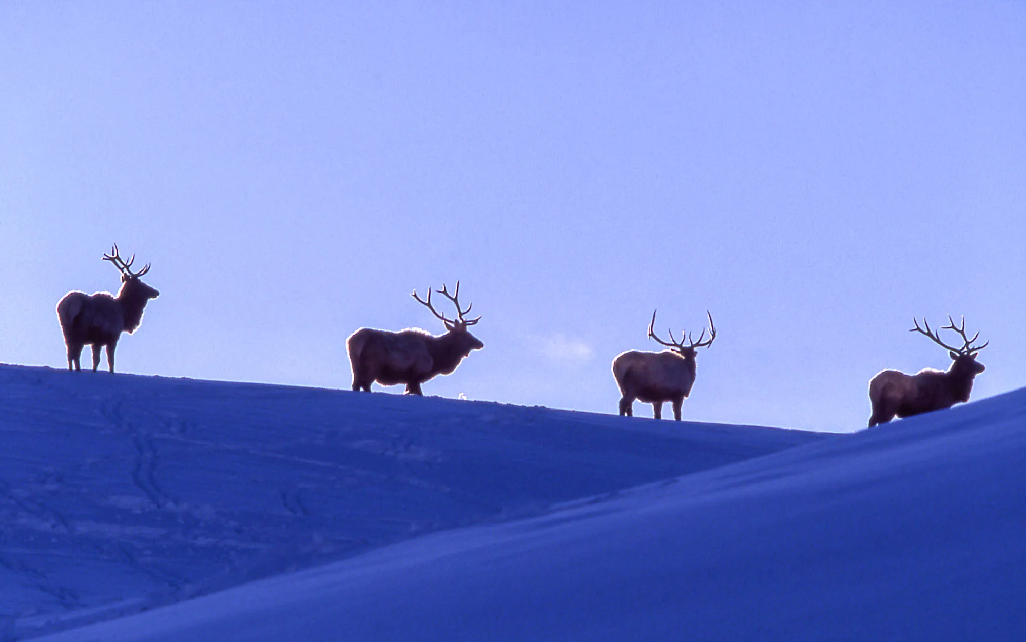 Bull elk with full antlers in Yellowstone during the fall rut