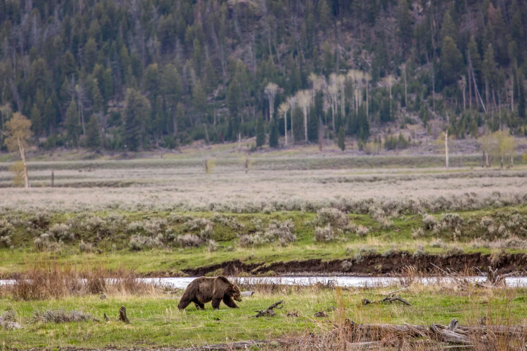 Grizzly bear in a spring meadow in Yellowstone
