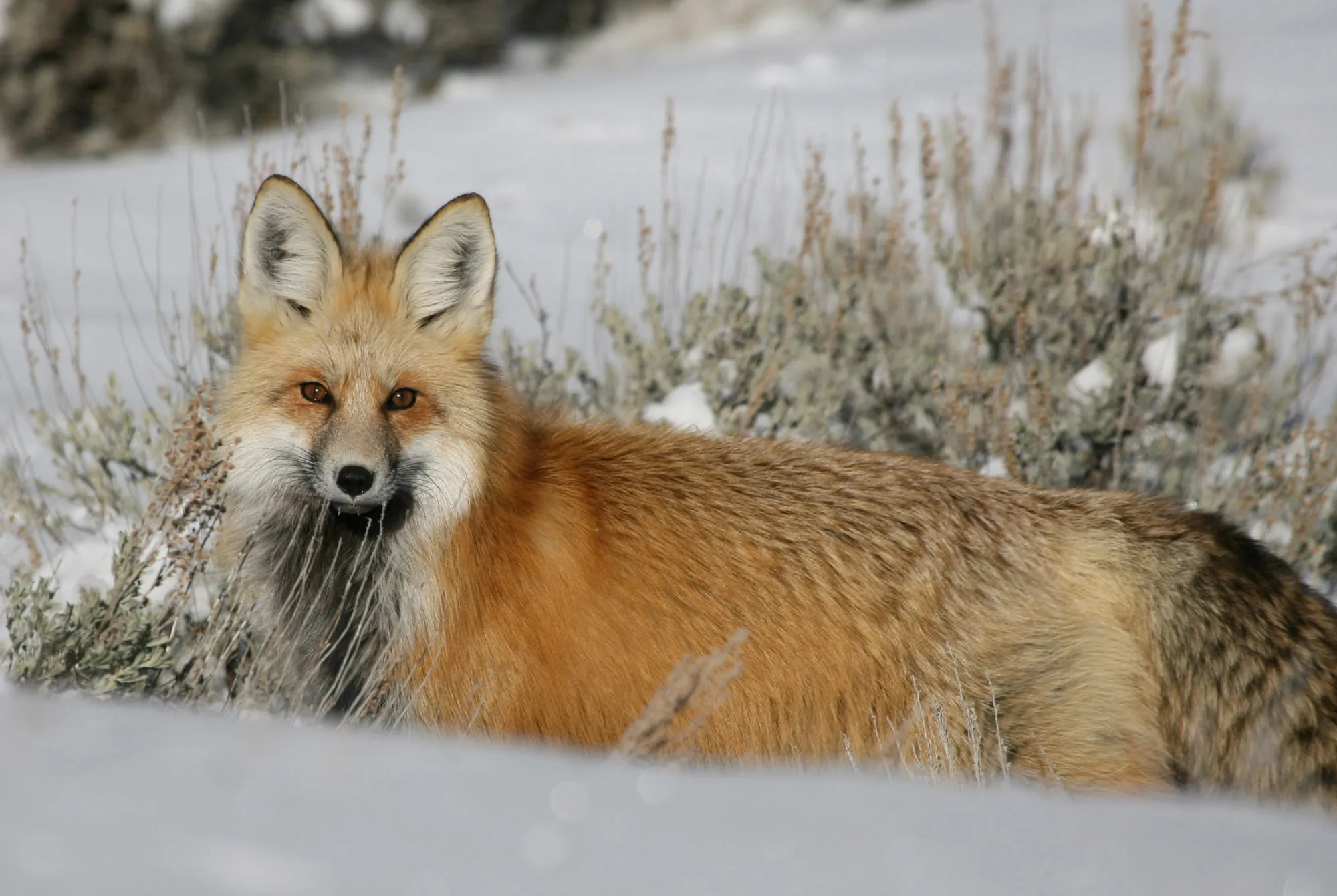 Red fox in Yellowstone with a vibrant reddish coat