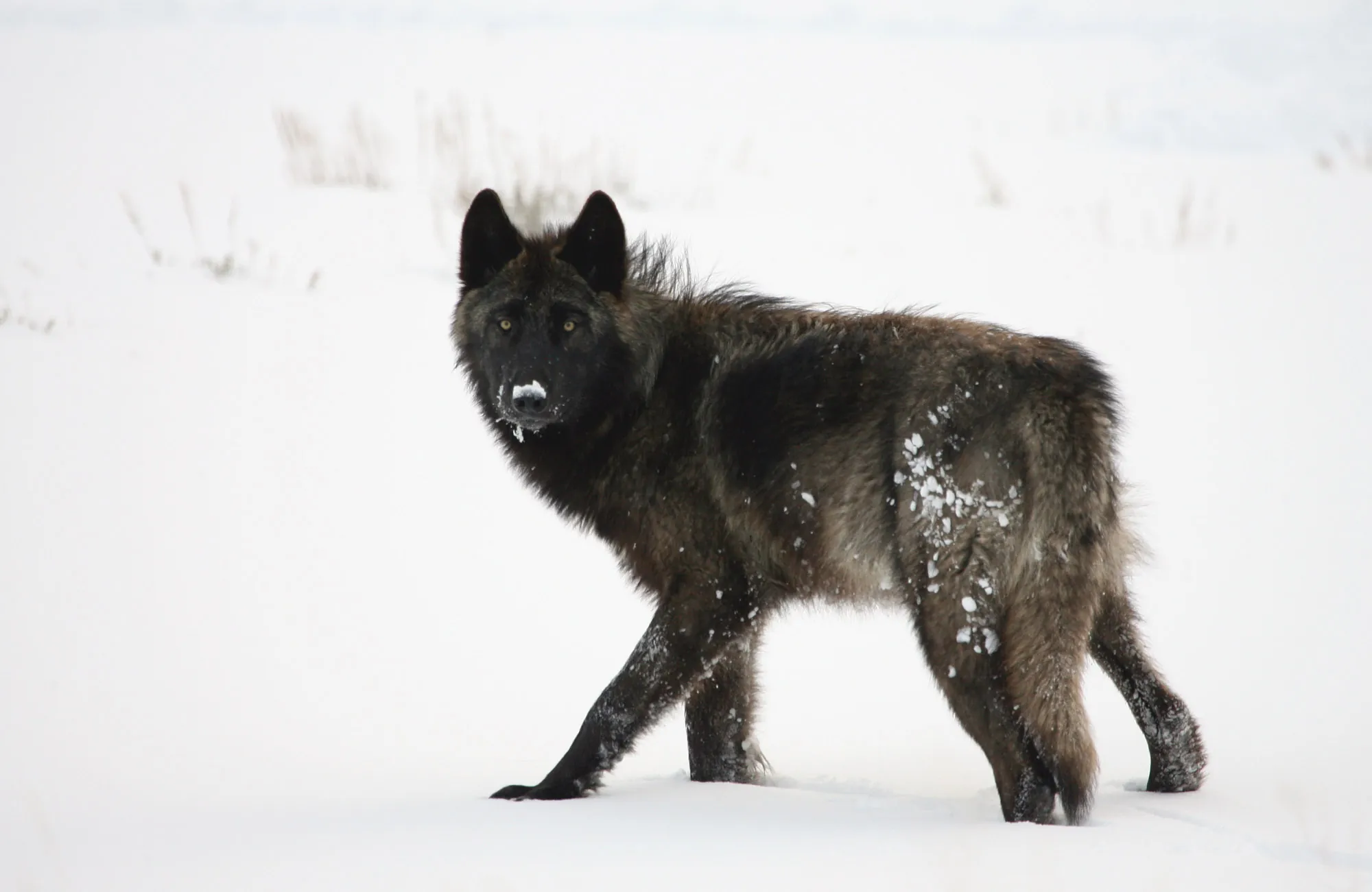 Gray wolf in Yellowstone's Lamar Valley