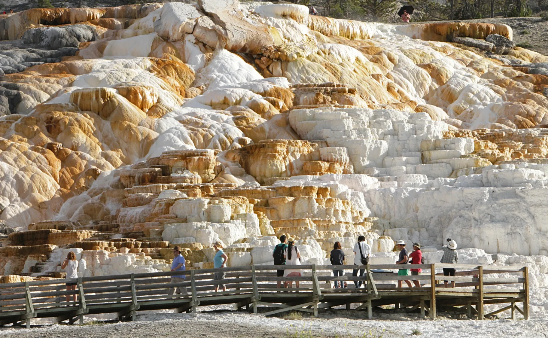 Mammoth Hot Springs terraces