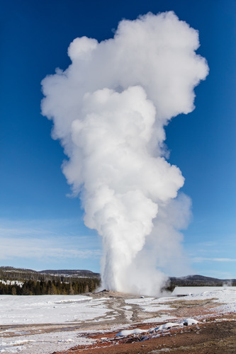 Old Faithful geyser erupting against a clear blue sky in Yellowstone