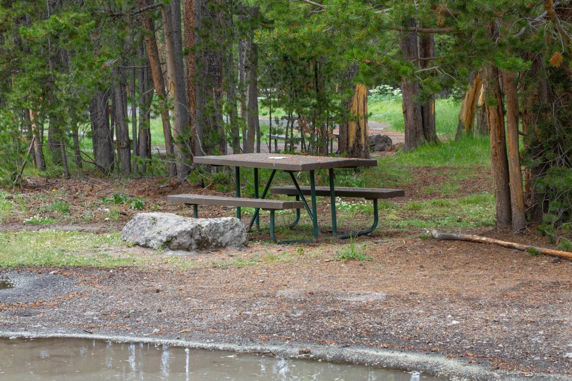 Picnic area with tables surrounded by forest in Yellowstone