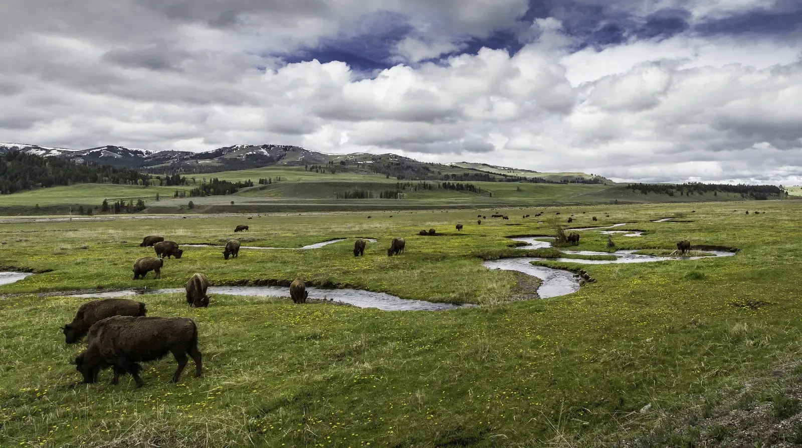 Bison herd in Lamar Valley Yellowstone