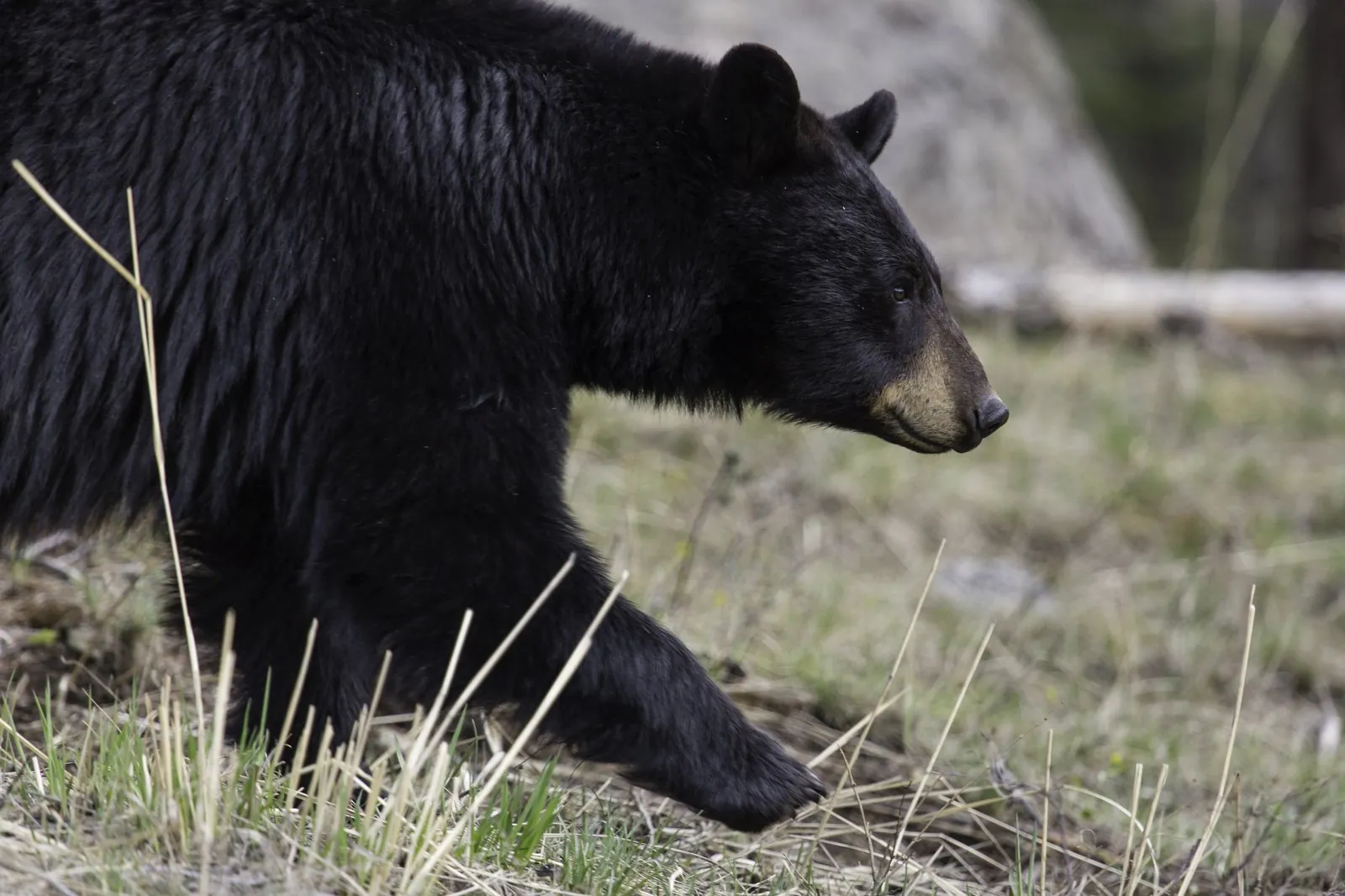 Black bear foraging in Lamar Valley Yellowstone