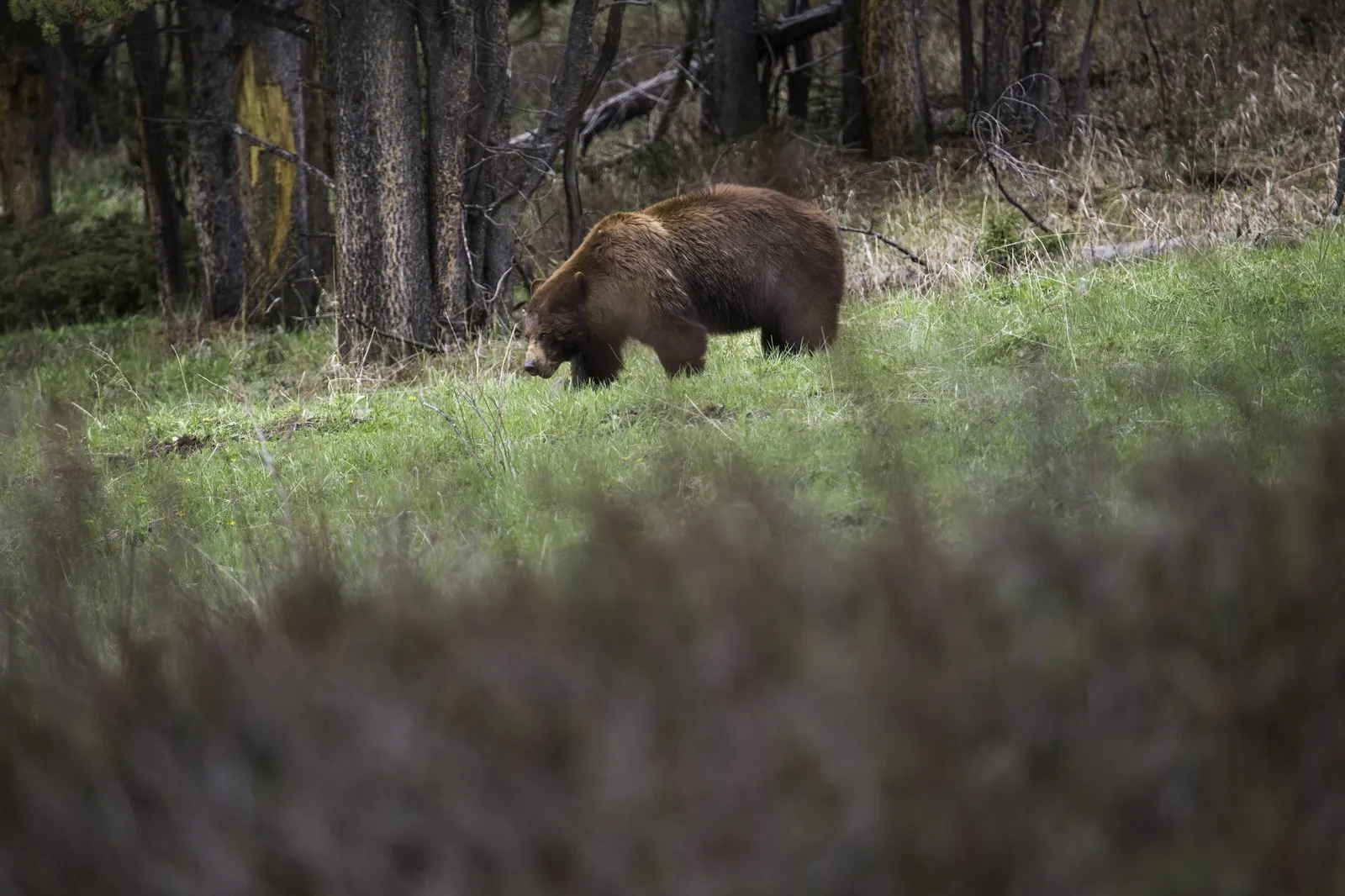 Black bear near Soda Butte Creek Yellowstone