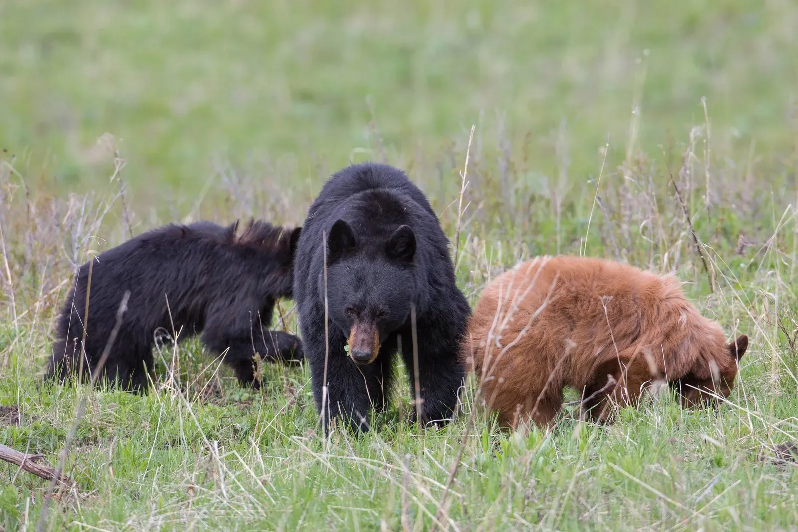Black bear mother with cubs in Yellowstone