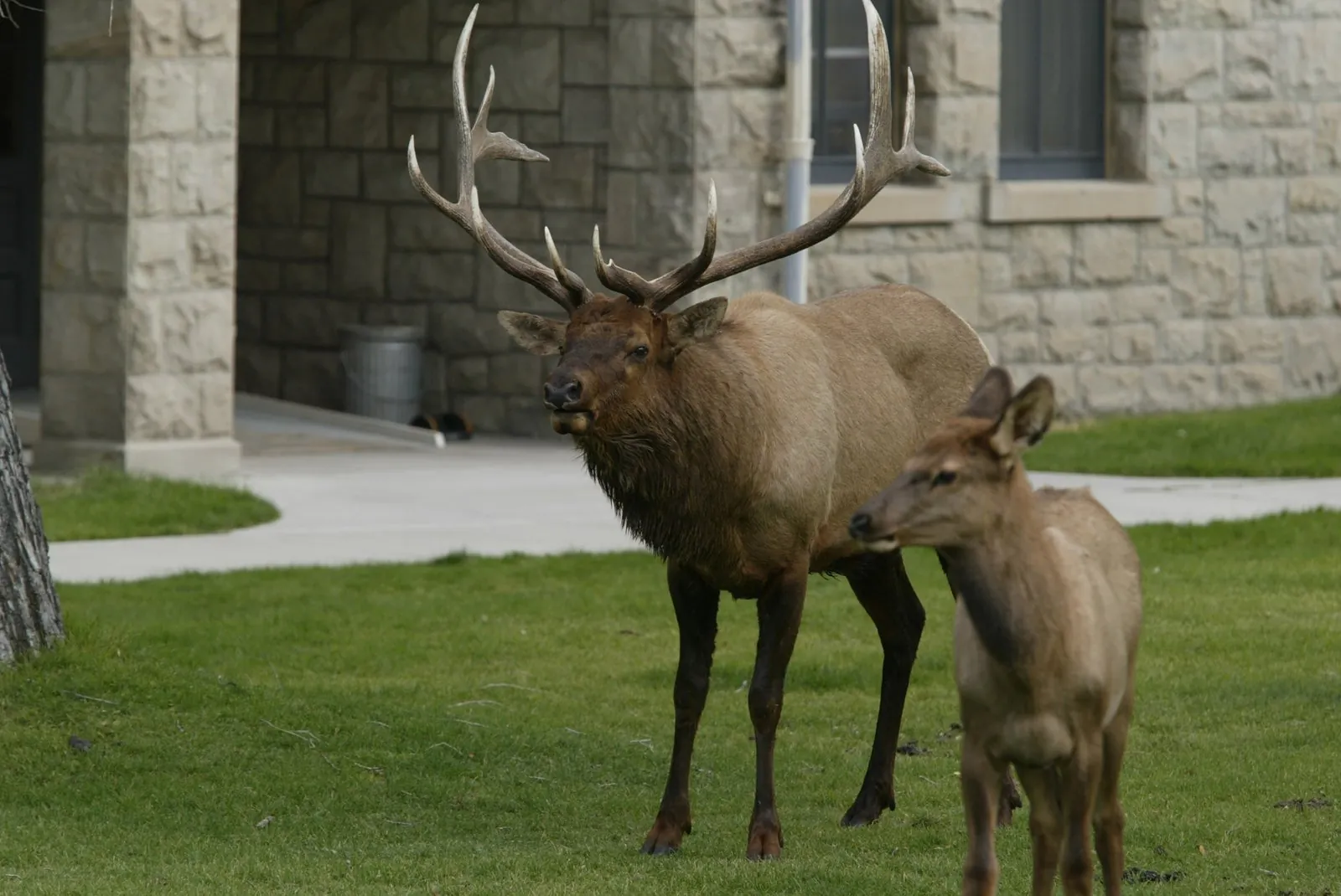 Bull elk on the lawn at Mammoth Hot Springs in Yellowstone