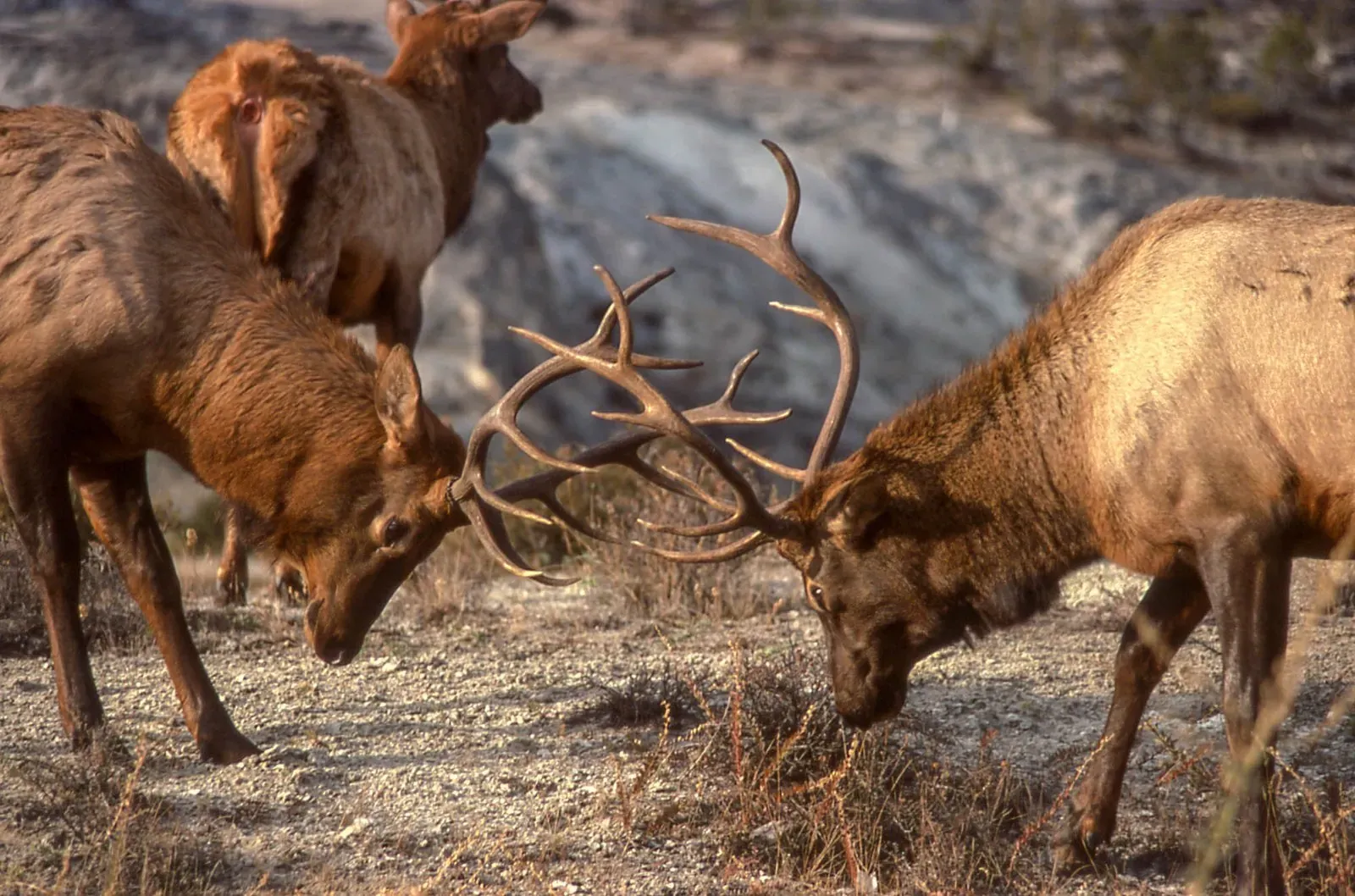 Two bull elk sparring during the fall rut in Yellowstone