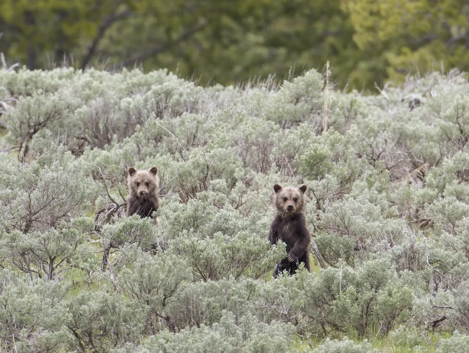 Grizzly bear cubs in Yellowstone