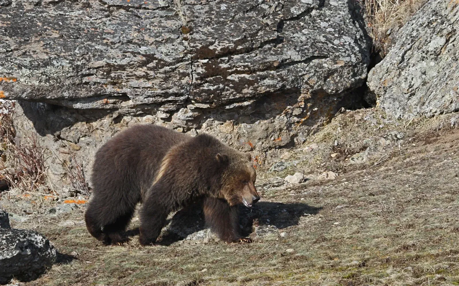 Grizzly bear at Sedge Bay near Yellowstone Lake