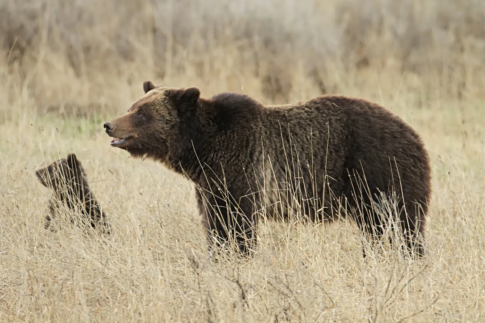 Grizzly bear sow with cub near Fishing Bridge in Yellowstone National Park