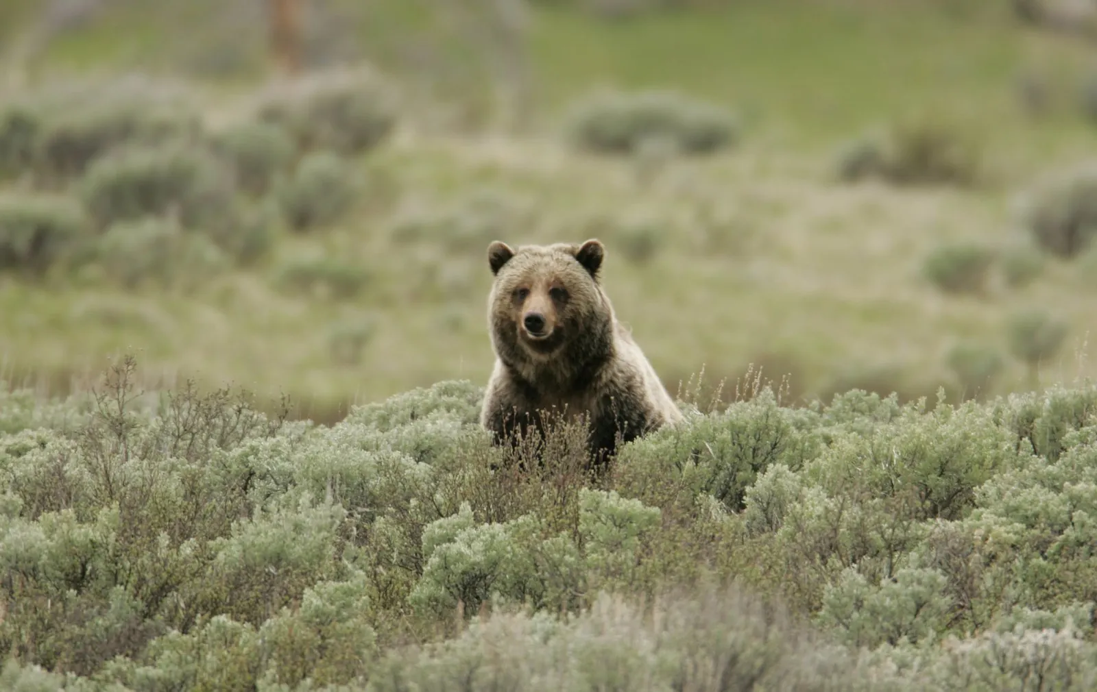 Grizzly bear at Swan Lake in Yellowstone