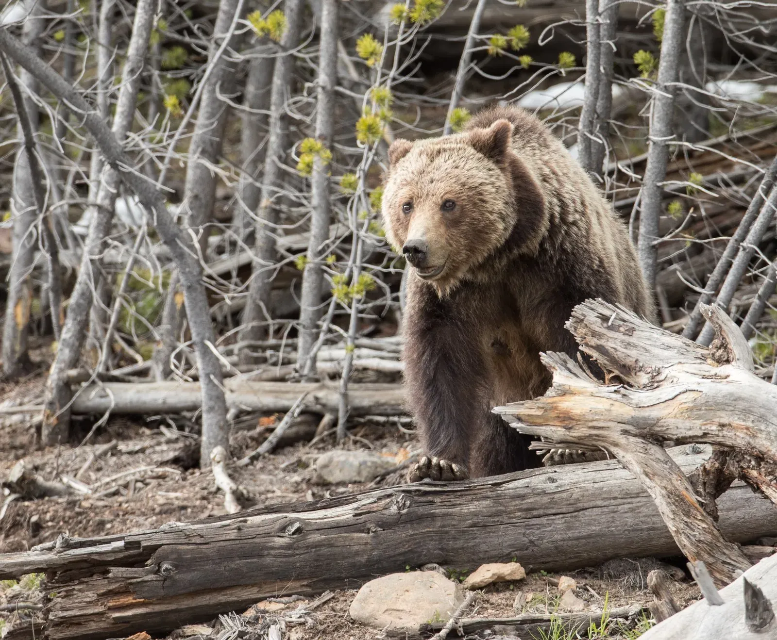 Grizzly bear walking through autumn grass in Yellowstone