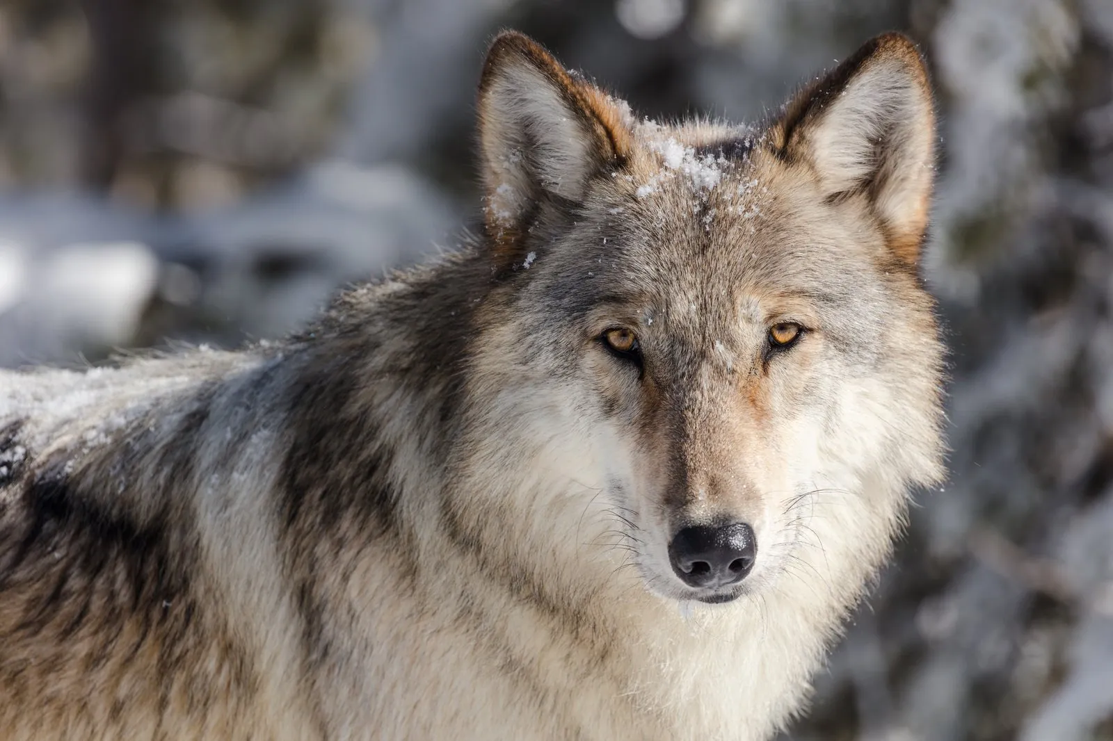 Wolf watchers with spotting scopes at a Yellowstone pullout