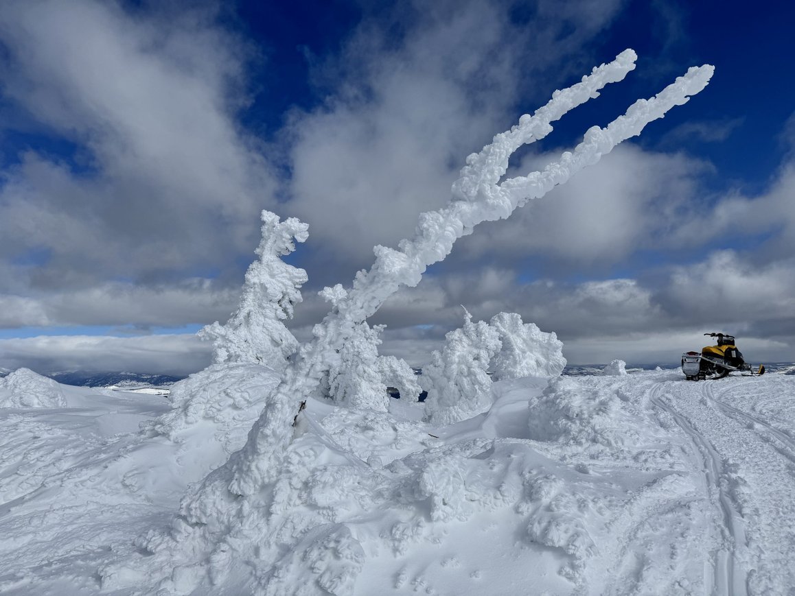 Snow ghost with forked branches visible through ice